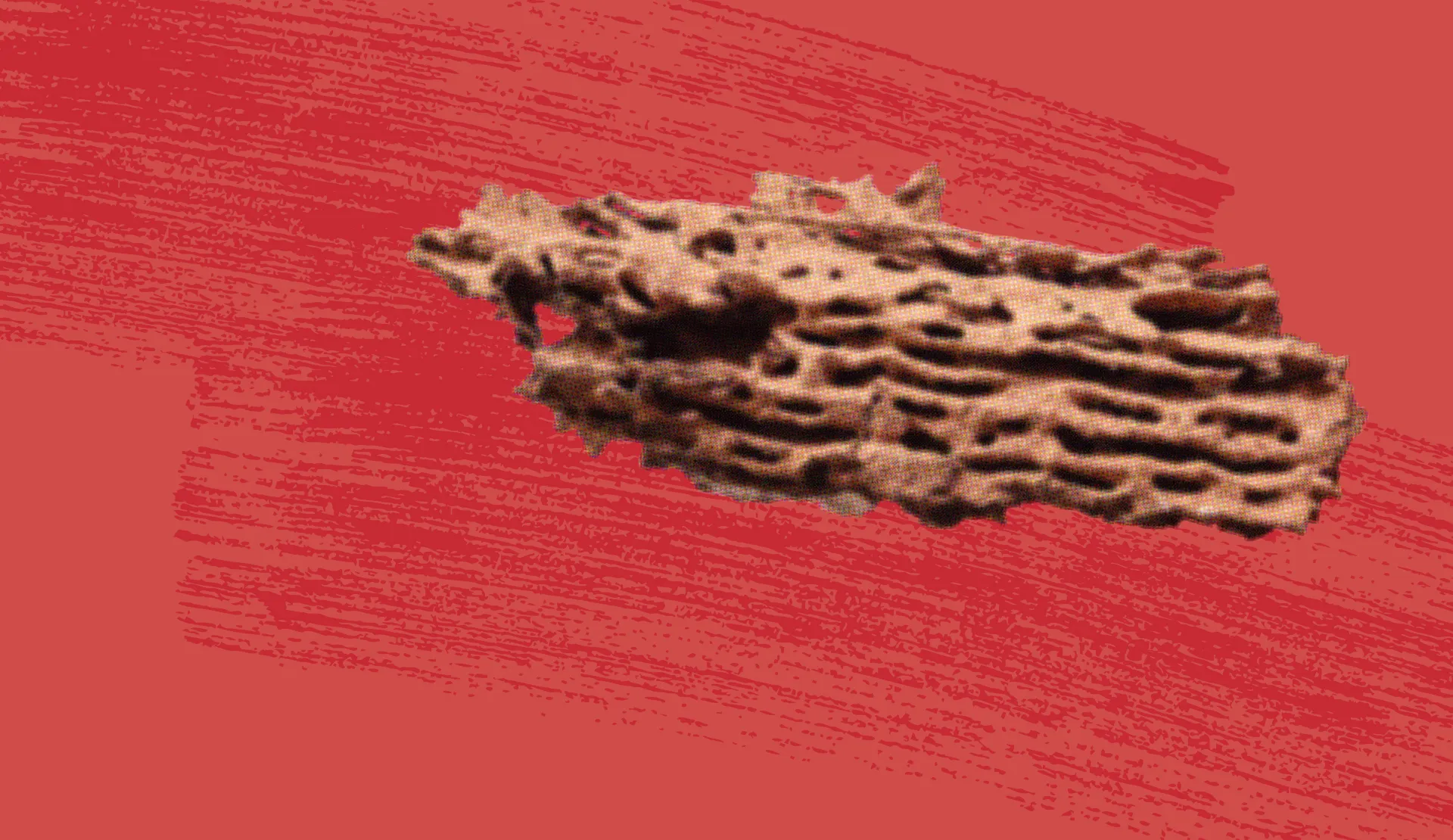 Holzschädlinge