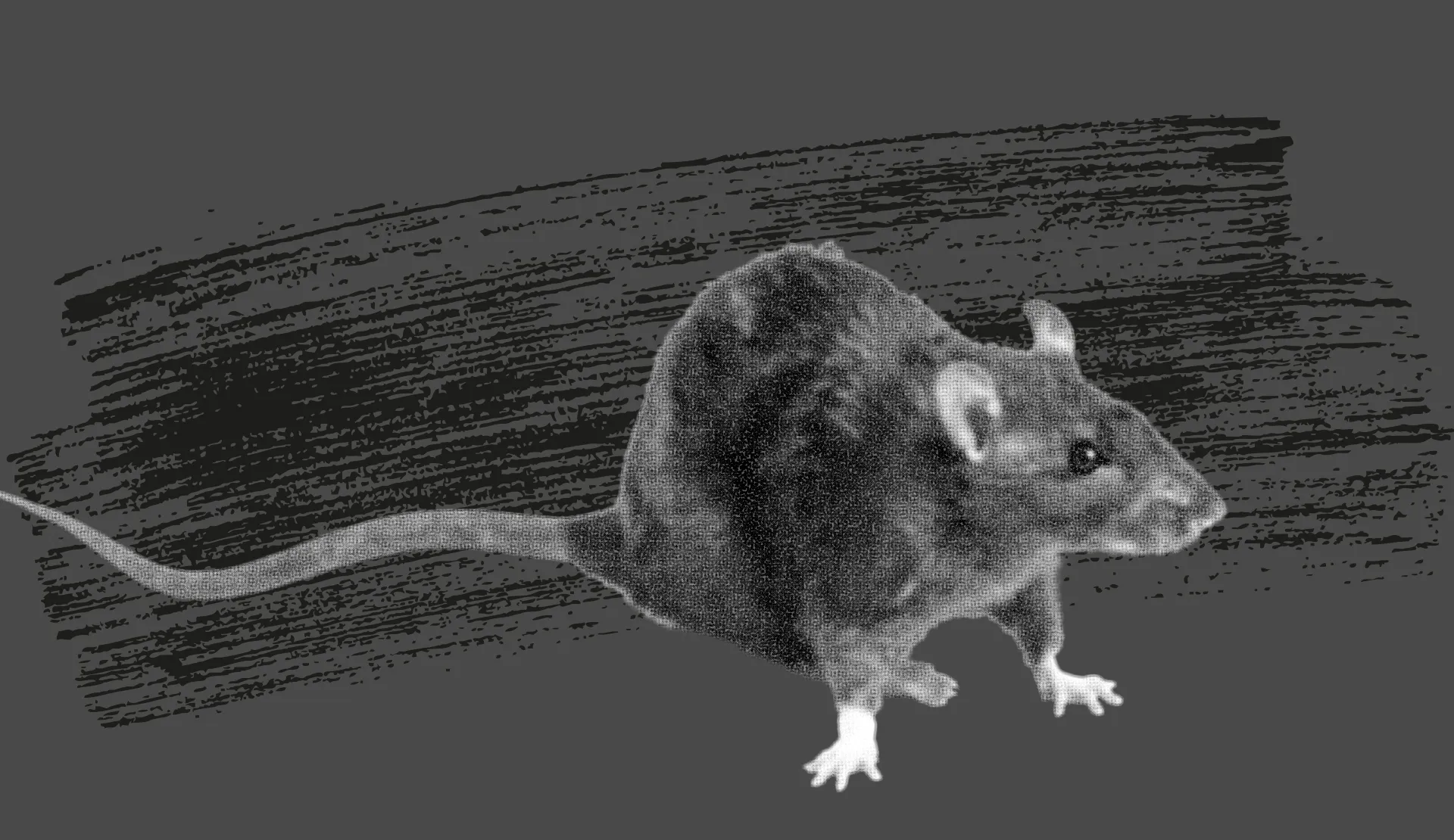 Ratten
& Mäuse