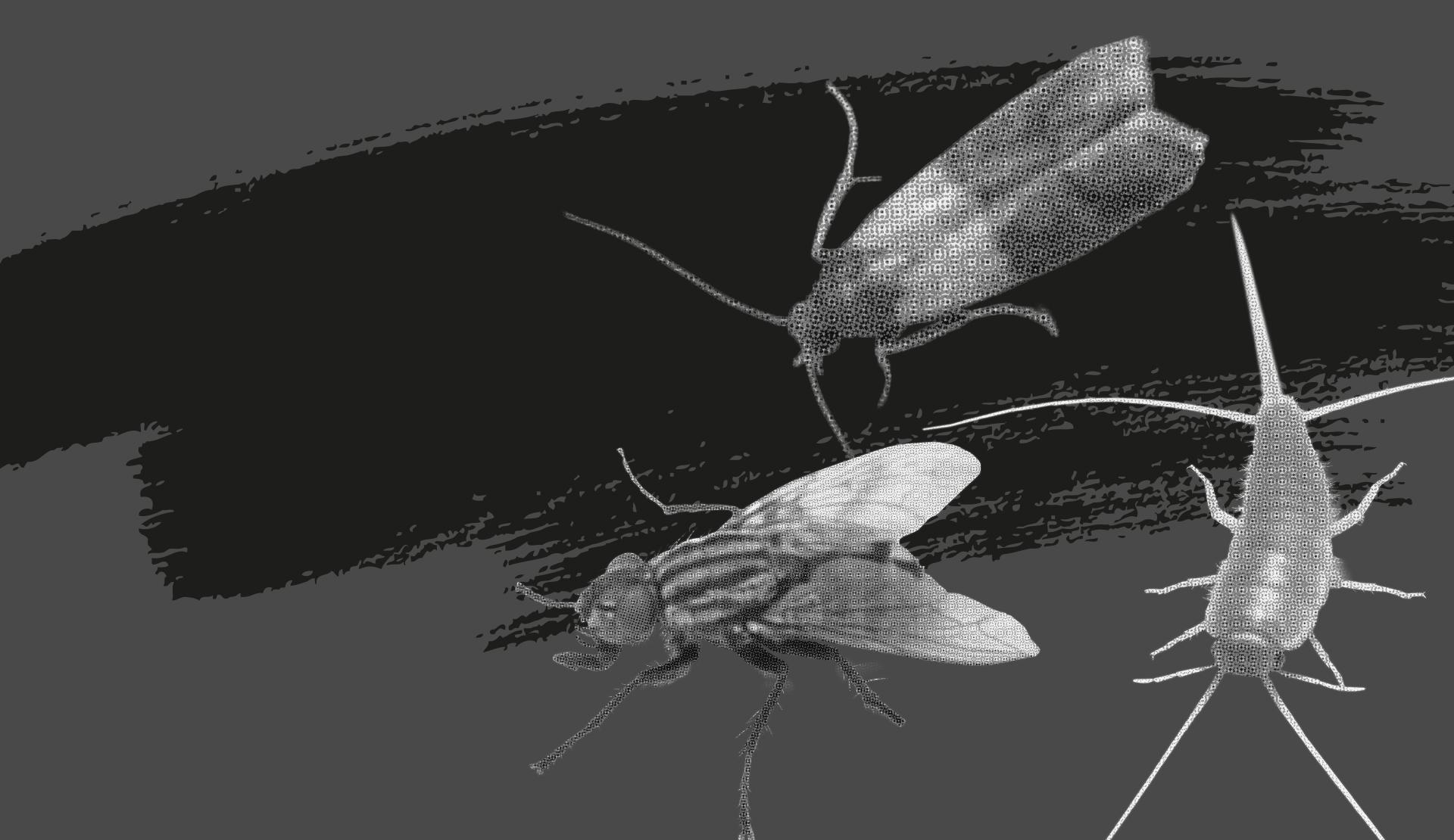 Schädlinge
aller Art